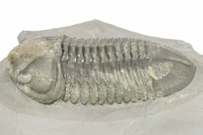 Small-Eyed Struveaspis Trilobite - Jorf, Morocco #273391